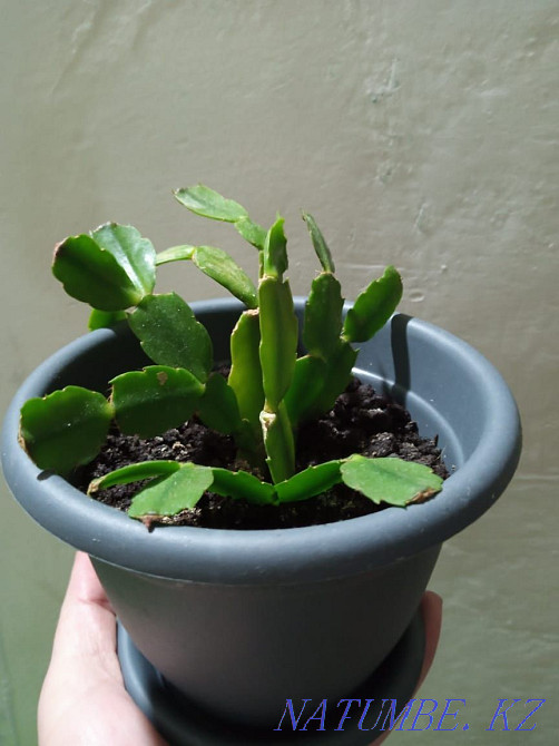 Give flowers. Young Temirtau - photo 3