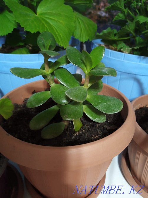 Give flowers. Young Temirtau - photo 1