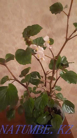 Продам домашние цветы Атырау - изображение 5