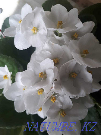 Продам домашние цветы Атырау - изображение 6