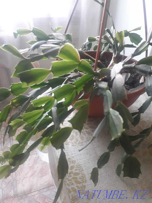 Продам домашние цветы Атырау - изображение 4