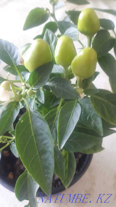 Продам домашние цветы Атырау - изображение 2