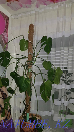 Monstera homemade Нуркен - photo 1