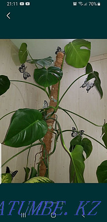 Monstera homemade Нуркен - photo 2