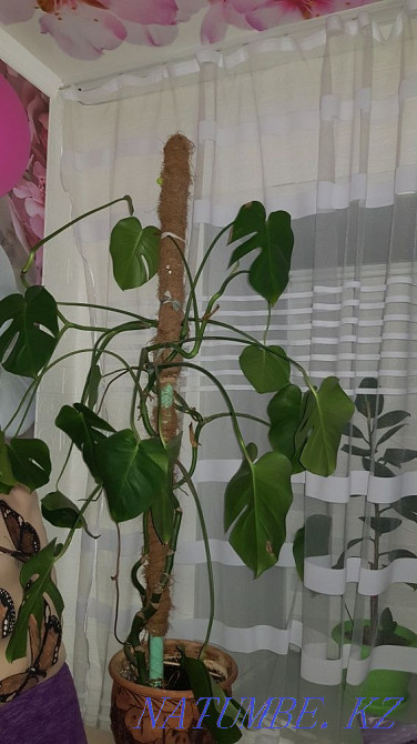 Monstera homemade Нуркен - photo 1