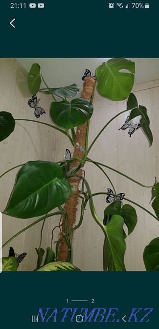 Monstera homemade Нуркен - photo 2