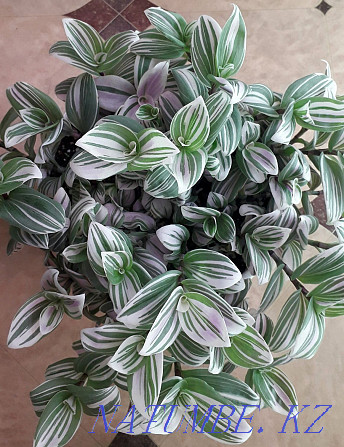 Tradescantia Pink Hill сатылады.  Ақтөбе  - изображение 1