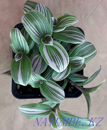 Tradescantia Pink Hill сатылады.  Ақтөбе  - изображение 2