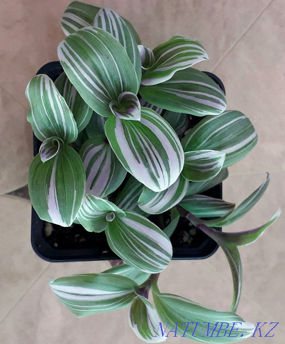 Tradescantia Pink Hill for sale. Aqtobe - photo 2