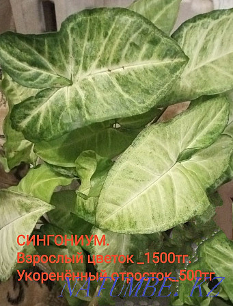 Selling houseplants. Almaty - photo 2