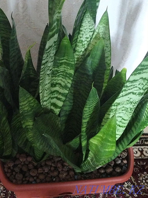 Sanseveria indoor flower Temirtau - photo 3