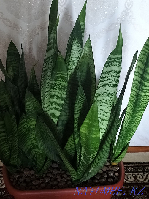 Sanseveria indoor flower Temirtau - photo 2