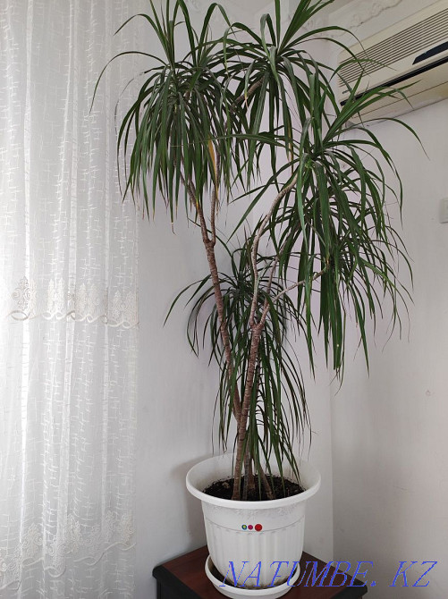 Драцена маргината Атырау - изображение 1