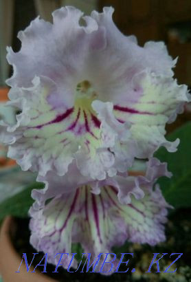 Streptocarpus babies Karagandy - photo 2