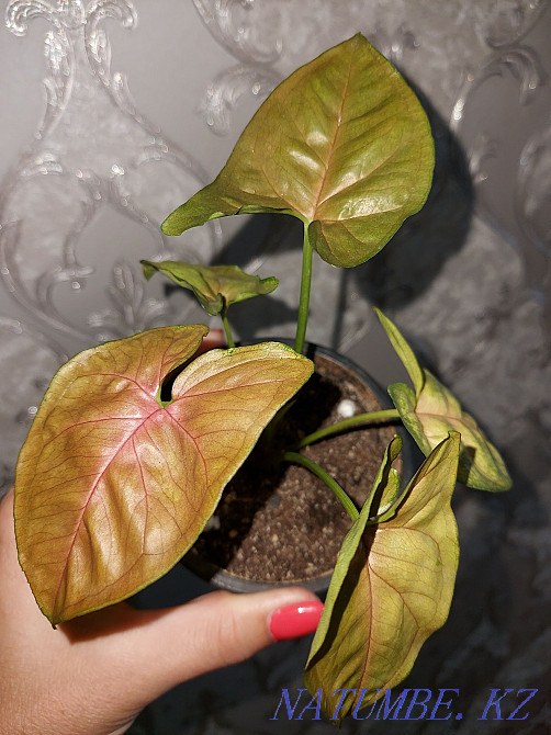 Sell Syngonium Муткенова - photo 1
