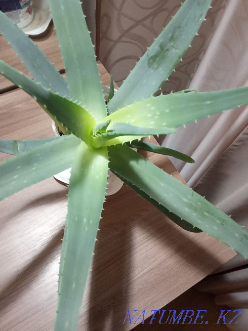 sell aloe healing Petropavlovsk - photo 1