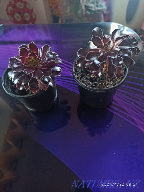 Sell rooted sprouts of aeonium Karagandy - photo 1