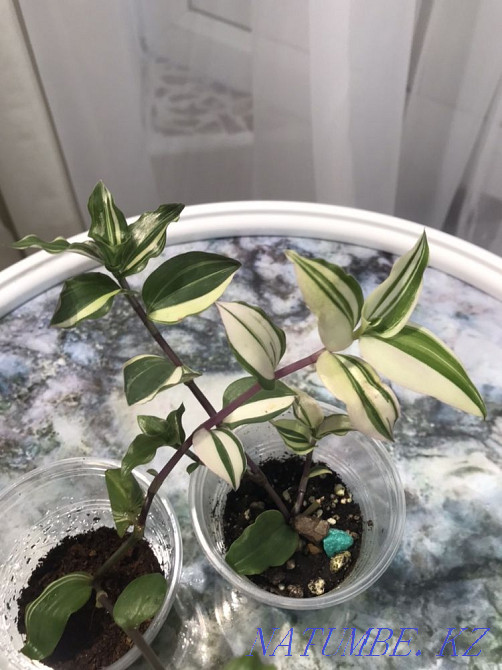 Assorted flower Atyrau - photo 4