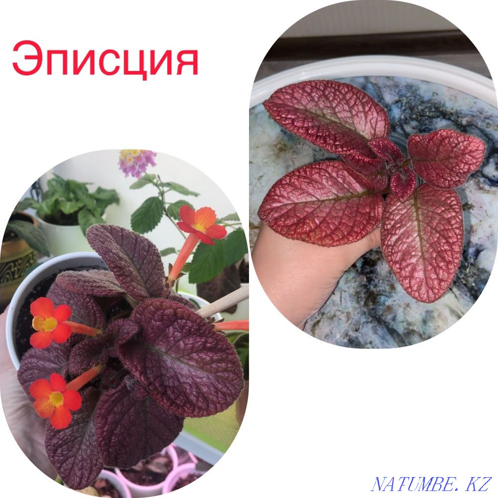 Assorted flower Atyrau - photo 2