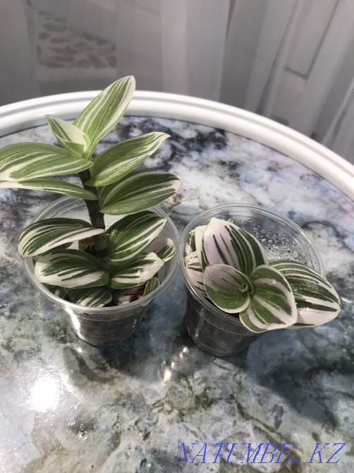 Assorted flower Atyrau - photo 5