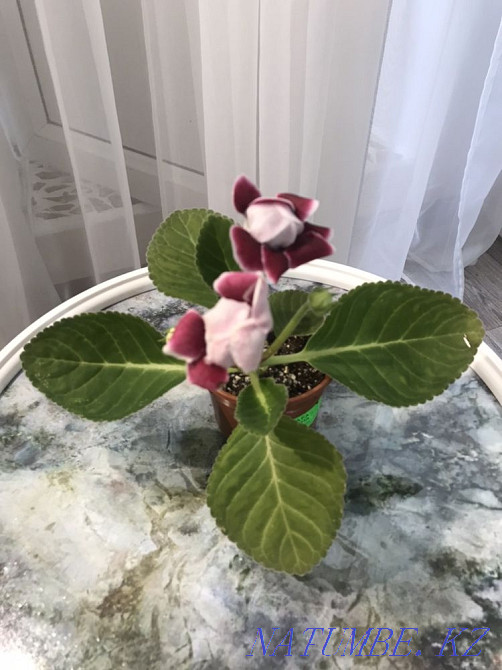 Assorted flower Atyrau - photo 1