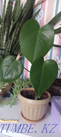 Monstera flower with delivery and pot Balqash - photo 1