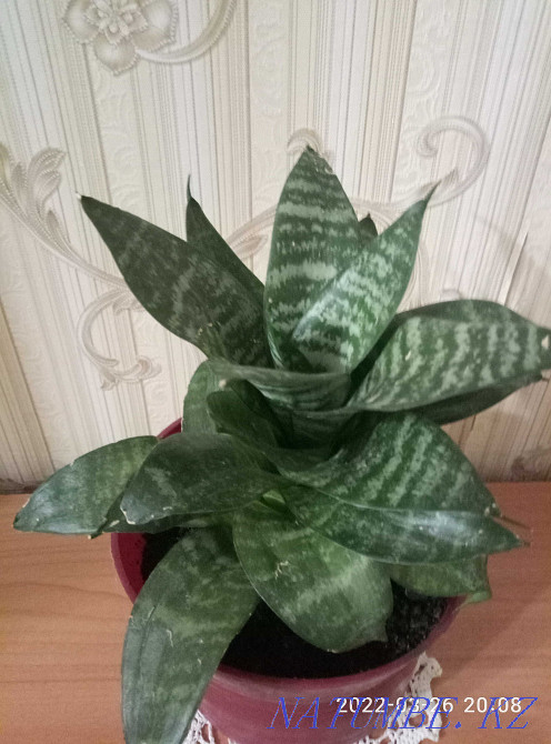 Sansevieria Hanni sell or exchange Astana - photo 4