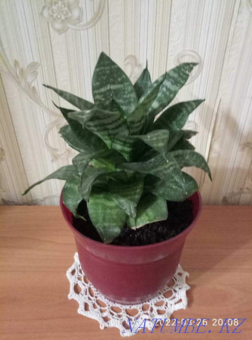 Sansevieria Hanni sell or exchange Astana - photo 1