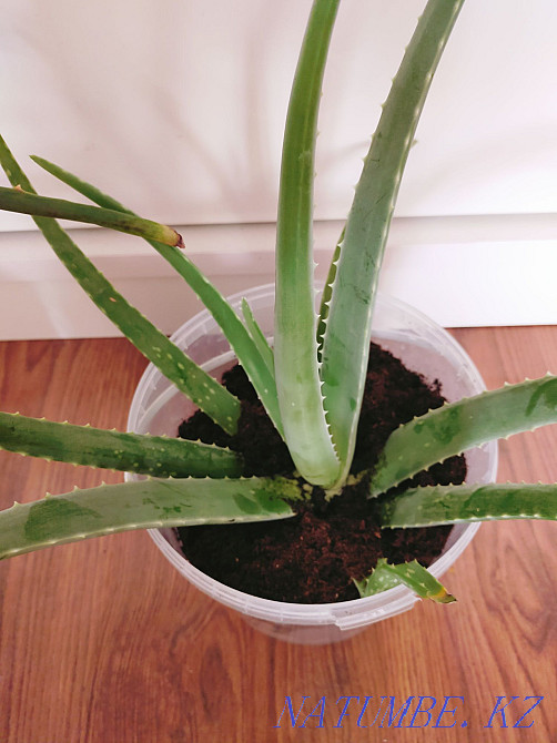 Алоэ вера емі  Қарағанды - изображение 2