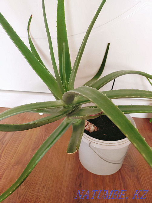 Алоэ вера емі  Қарағанды - изображение 1