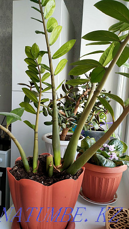 Houseplants Тельмана - photo 2