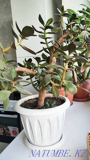 Houseplants Тельмана - photo 3