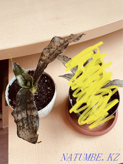 Sancivieria pickaxe brown Almaty - photo 1