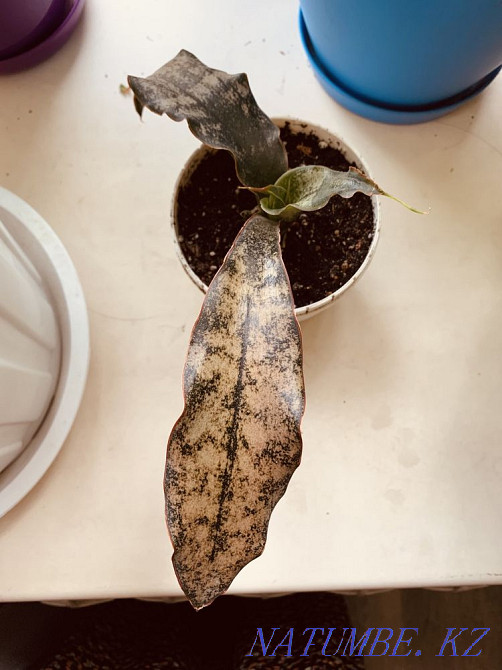 Sancivieria pickaxe brown Almaty - photo 2