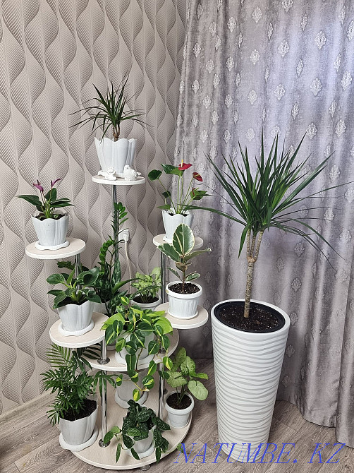 Well-groomed indoor flowers Kostanay - photo 1