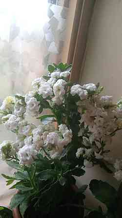 Продаются комнатные цветы красивые, долгоцветущие голандские колонхое. Shymkent