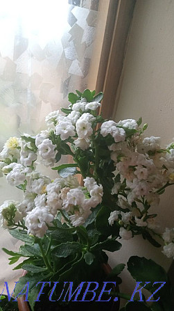 Indoor flowers for sale are beautiful, long-flowering Dutch colonchoes. Shymkent - photo 1