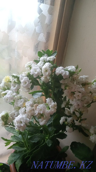 Indoor flowers for sale are beautiful, long-flowering Dutch colonchoes. Shymkent - photo 1