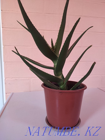 Sell Aloe healing Astana - photo 1
