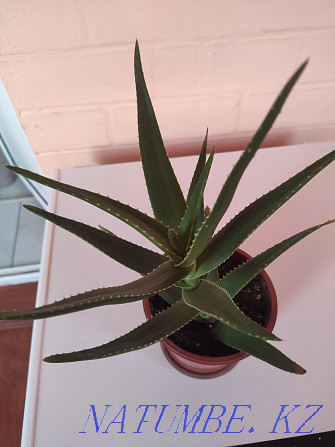 Sell Aloe healing Astana - photo 2