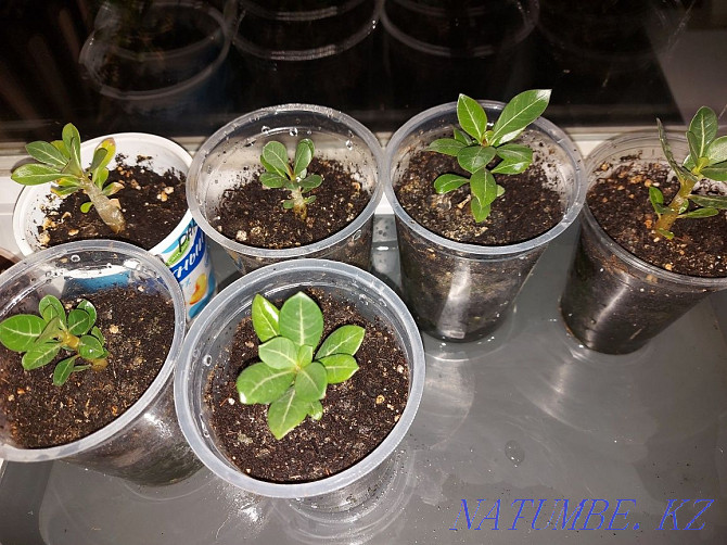 Adenium seedlings 1500 Ust-Kamenogorsk - photo 2