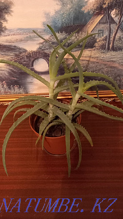 Aloe healing 3.5 years. Indoor plant Almaty - photo 2
