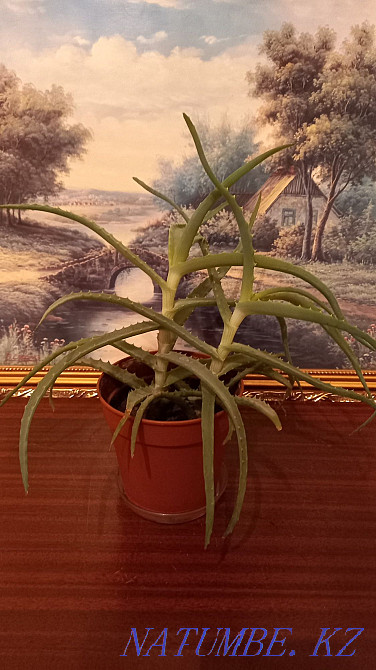 Aloe healing 3.5 years. Indoor plant Almaty - photo 1