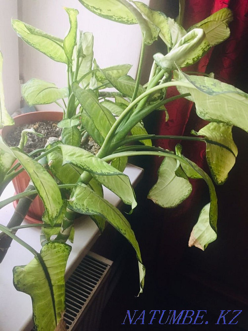 I sell Dieffenbachia, large in a pot Karagandy - photo 4