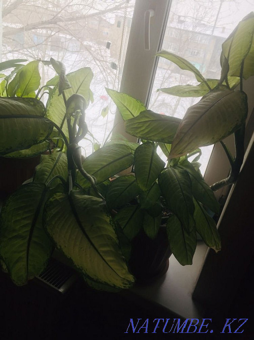 I sell Dieffenbachia, large in a pot Karagandy - photo 7