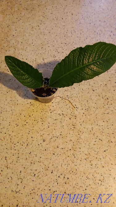 Streptocarpus. Babe Almaty - photo 3