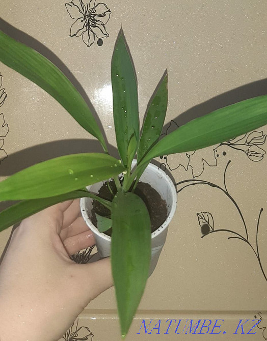 Palma Cordelina offshoot Shahtinsk - photo 1