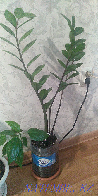 Продам цветы комнатные Астана - изображение 4