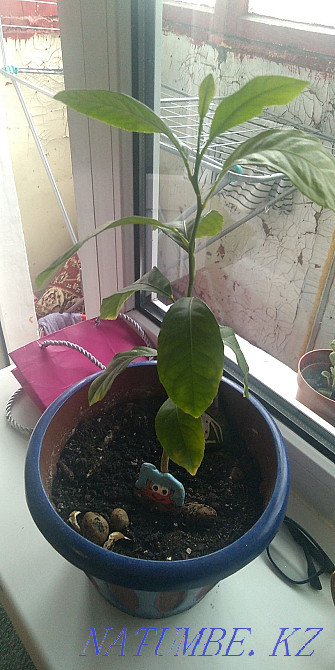 Продам цветы комнатные Астана - изображение 3