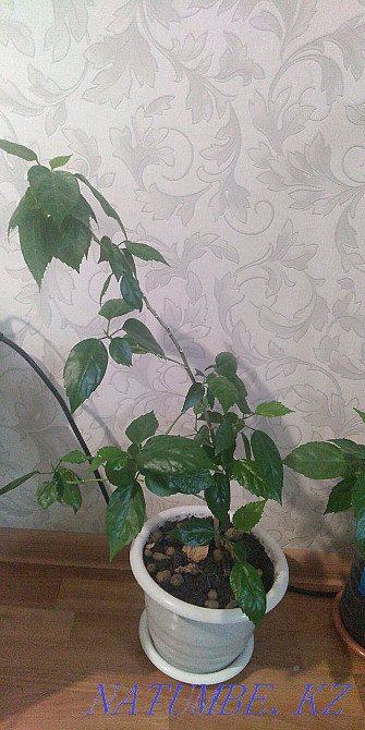 Продам цветы комнатные Астана - изображение 5